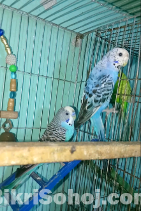 ক্লাসিক বাজরিগার রানিং মাস্টার পেয়ার